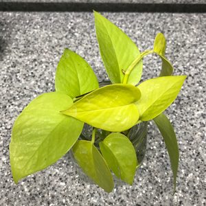 형광 스킨답서스/ 야광 스킨답서스