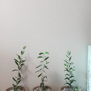 🌱 올리브나무