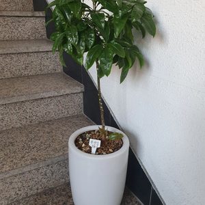 ☆만냥금(백냥금) 화분 보셔요~~