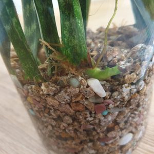 산세베리아-수경/공기정화/산세베리아 9뿌리 모두 잘 내리고 있어요.