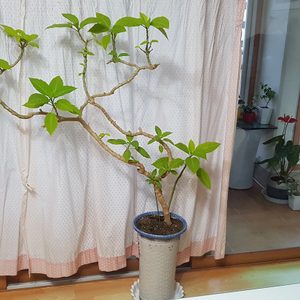 ♡20년생 멋진 천사의나팔꽃.. 구경하세요.<천사나팔꽃.다육이.다육이화분.분재.철쭉.난.난화분>