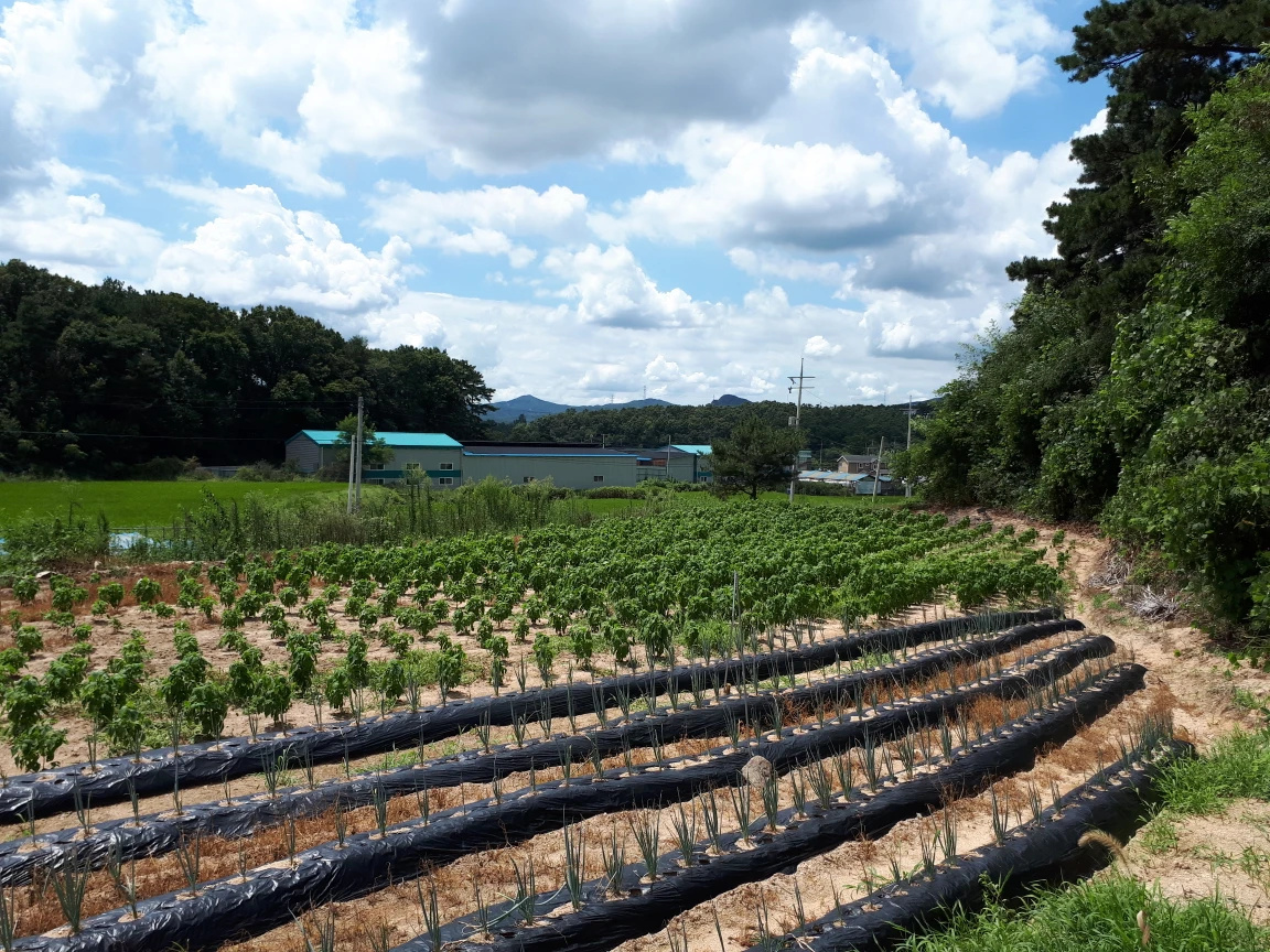 용인 백암면 토지 (전원주택 농막 주말농장) - 경기도 수원시 영통구 영통1동 | 비즈프로필 용인 백암면 토지 (전원주택 농막 주말농장) - 경기도 수원시 영통구 영통1동 | 비즈프로필
