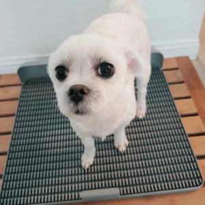 독톡 배변판 강아지배변판 독톡배변