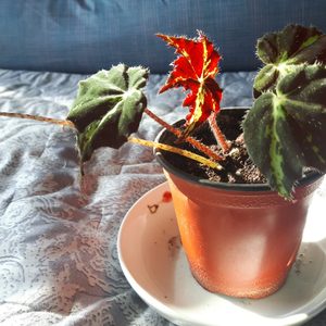 베고니아 (마필 :별 베고니아)