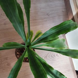 행운을 주는 행운목 + 고급 도자기 화분/공기정화식물/실내식물/반려식물