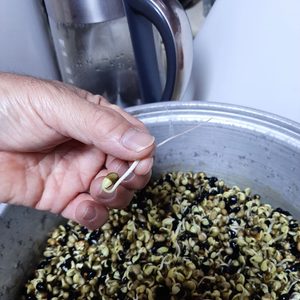 콩나물 재배용 콩(쥐눈이콩) 1kg