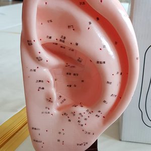 침술 마사지 세트 침구 모델 중국어 한문 침구 모델 귀