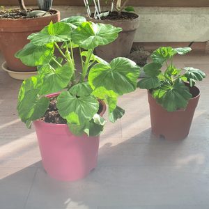 제라늄 유럽제라늄 꽃 화초