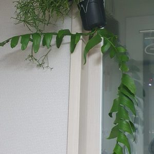 행잉식물 행잉 플랜트