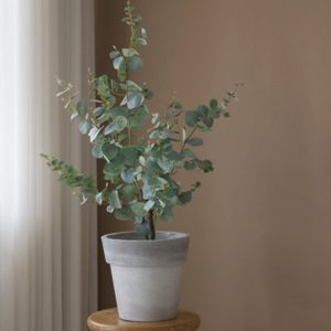 유칼립투스 구니 조화 (80cm)