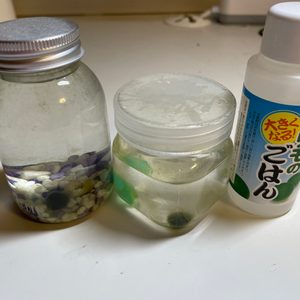마리모&마리모 밥 판매합니다!