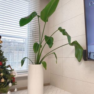 여인초(극락초) 분양합니다