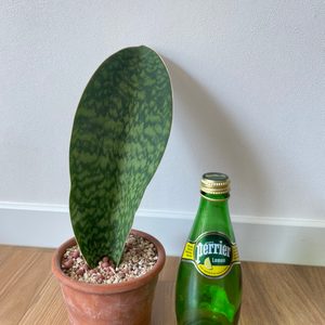 마소니아나 산세베리아 (마조니아나) 대형잎 산세베리아