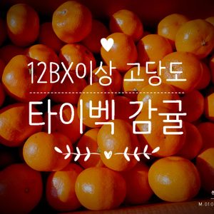 🍊12브릭스 타이벡감귤 판매🍊