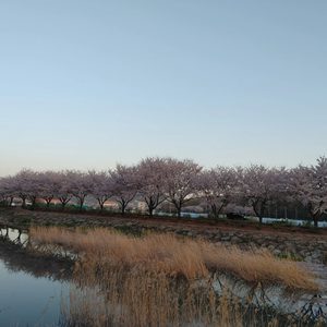 벚꽃구경 하세요