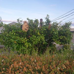 바이올린 방문레슨입니다(비용 협의 가능)