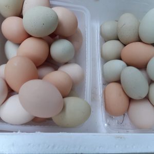 건강한 계란입니다