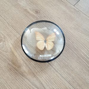 오렌지 알바트로스 나비 장식품