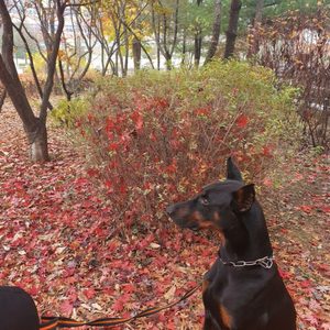 도배르만을찾습니다