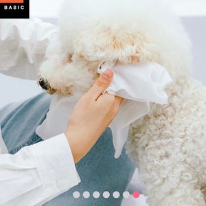 펫바디티슈 강아지피부병 샤워 산책