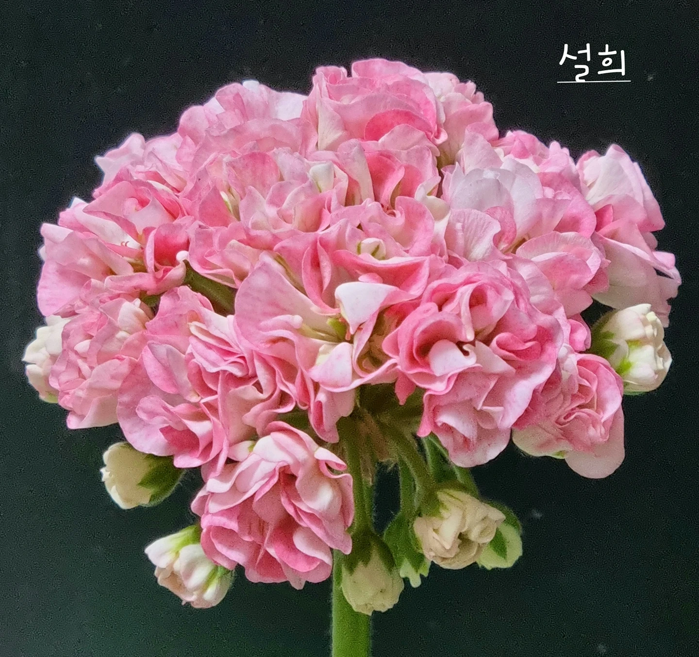 설희(채홍) 제라늄 | 당근 중고거래