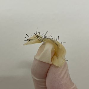 브라질리언왁싱체험권