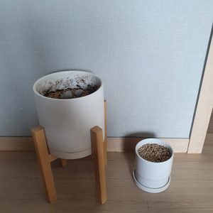 인테리어 화분 2개 일괄 판매해요