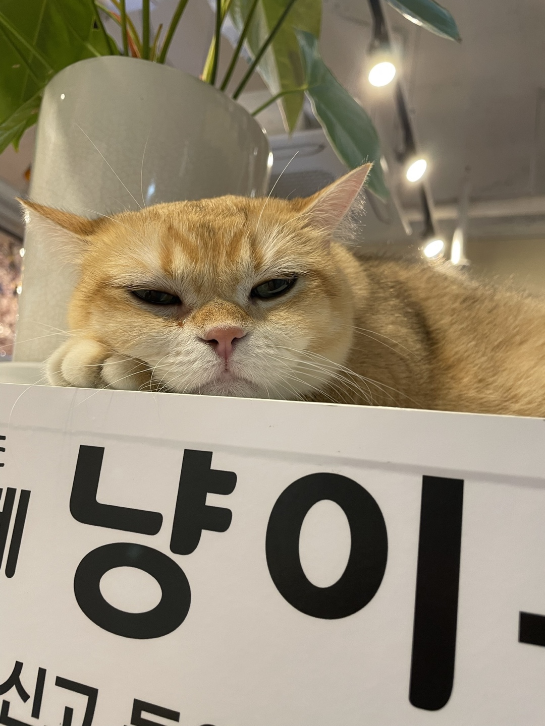 냥이툰 picture 1