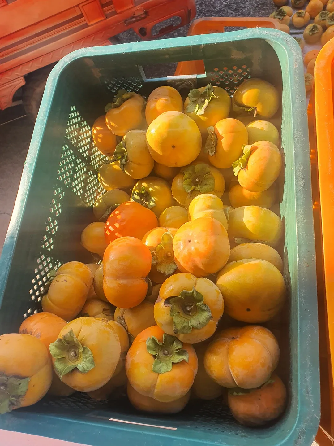 단감선별기 중고 삽니다~~팔아주실분~~^^