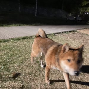 당근마켓 당근마켓