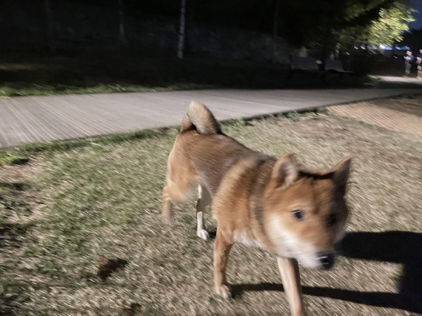 당근마켓