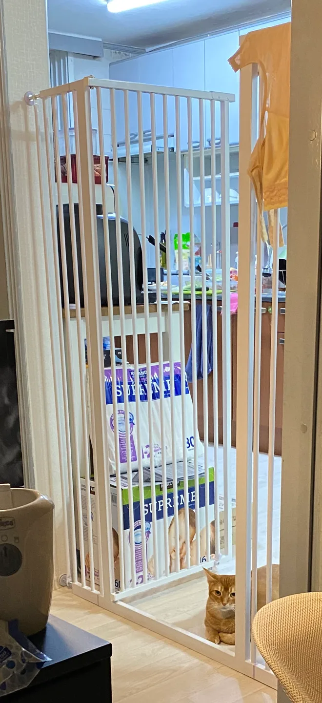 고양이 안전문 세이펫