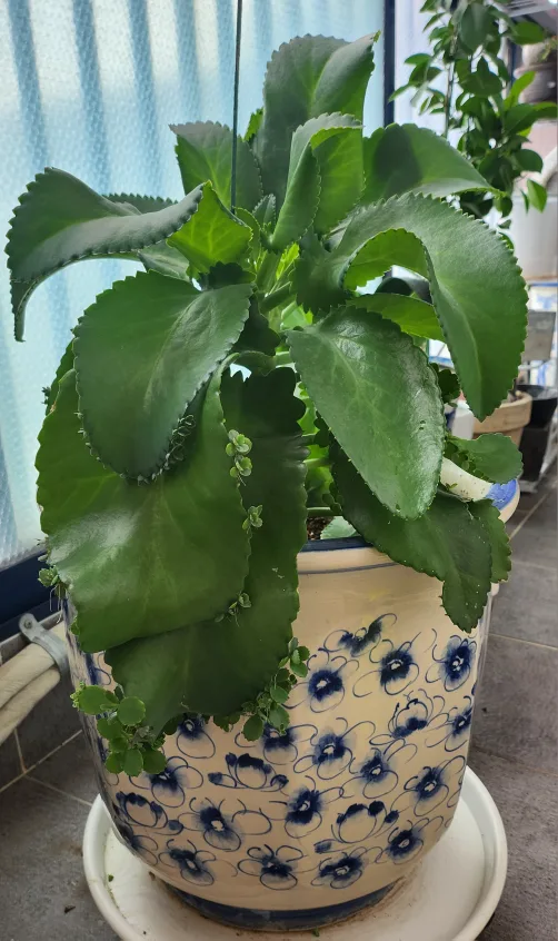 만손초 다육이 공기정화 전자파차단