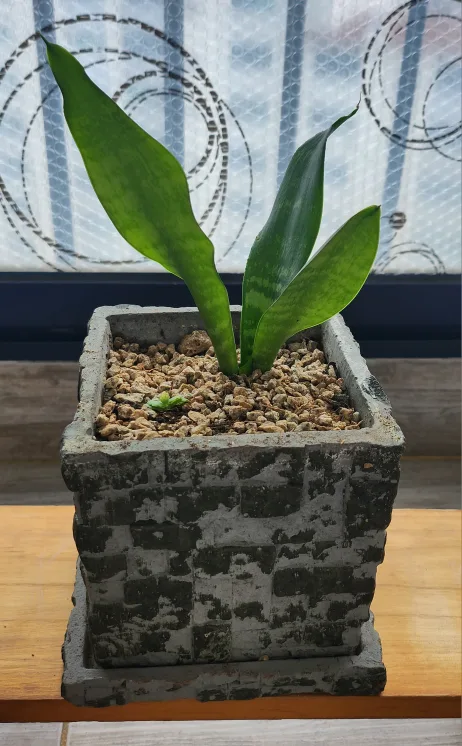 산세베리아 공기정화식물