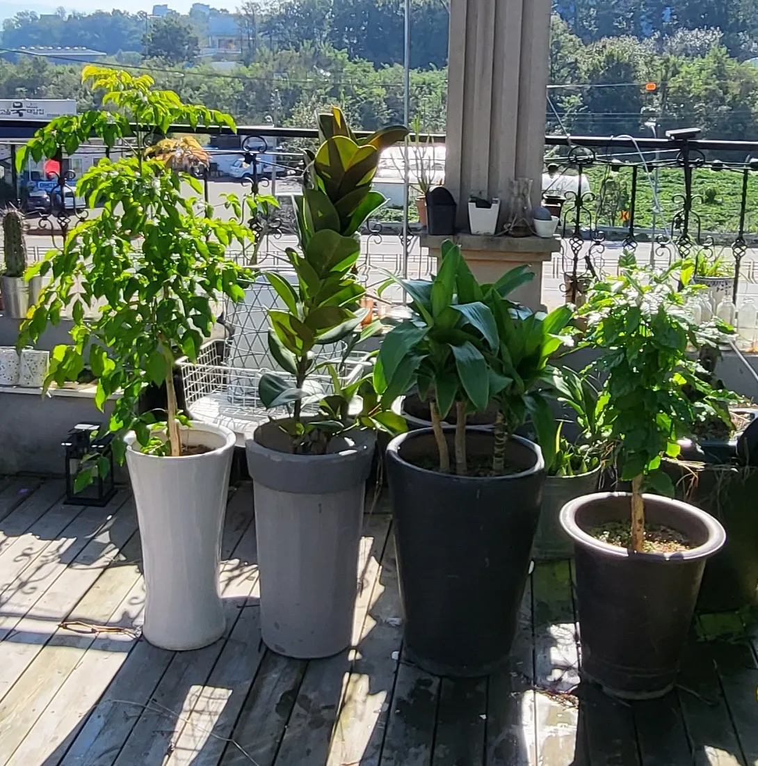 4가지 대형화분 모두분양(비싼 커피나무포함)