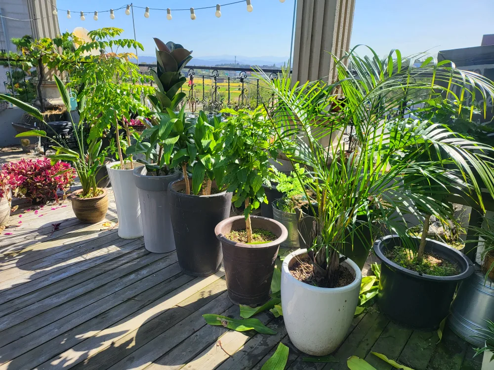 대형식물6종 분양합니다(비싼 커피나무포함)