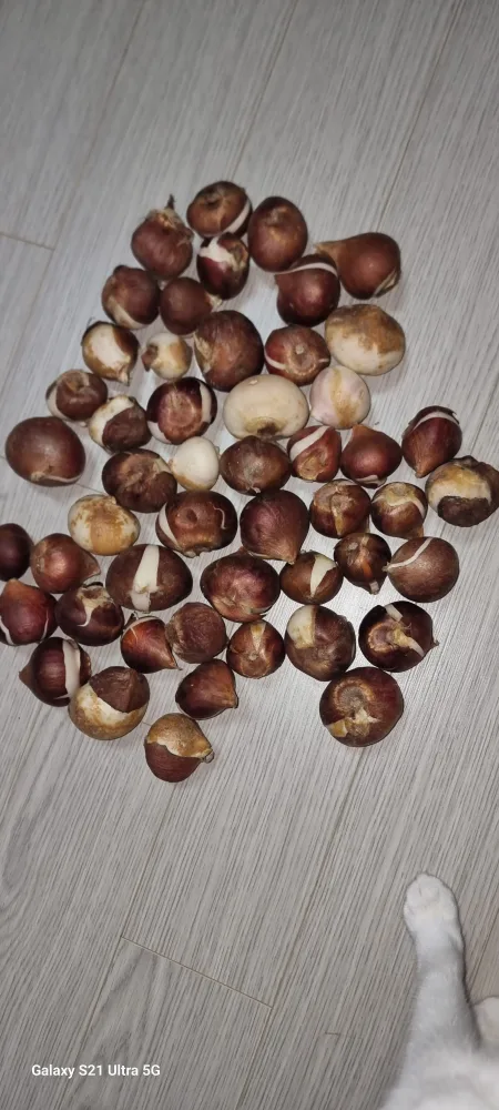 튤립구근 큰거 50개+작은것 큰것 섞어서100개이상(2세트남음)