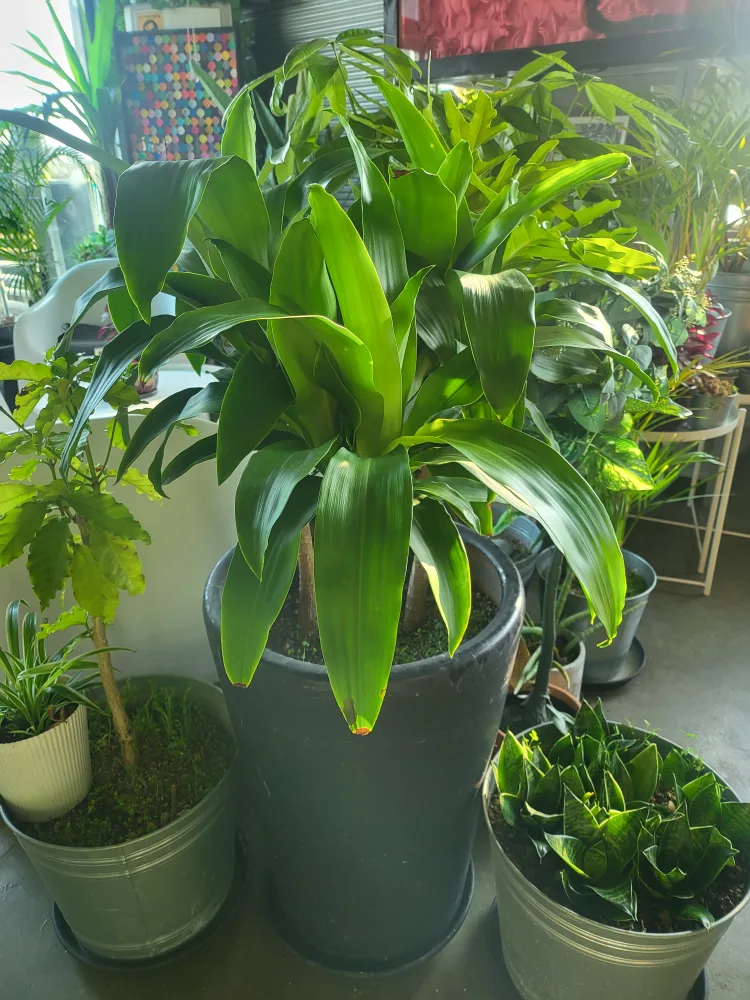 행운목 싸게 분양