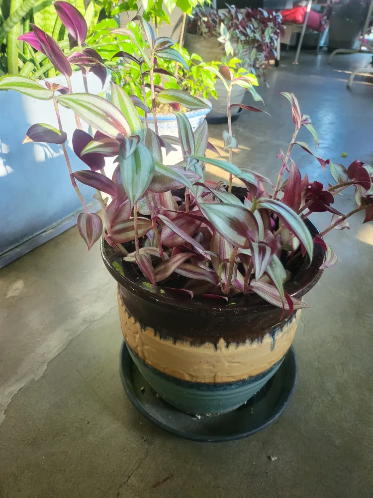 이쁜 도기화분의 제브리나