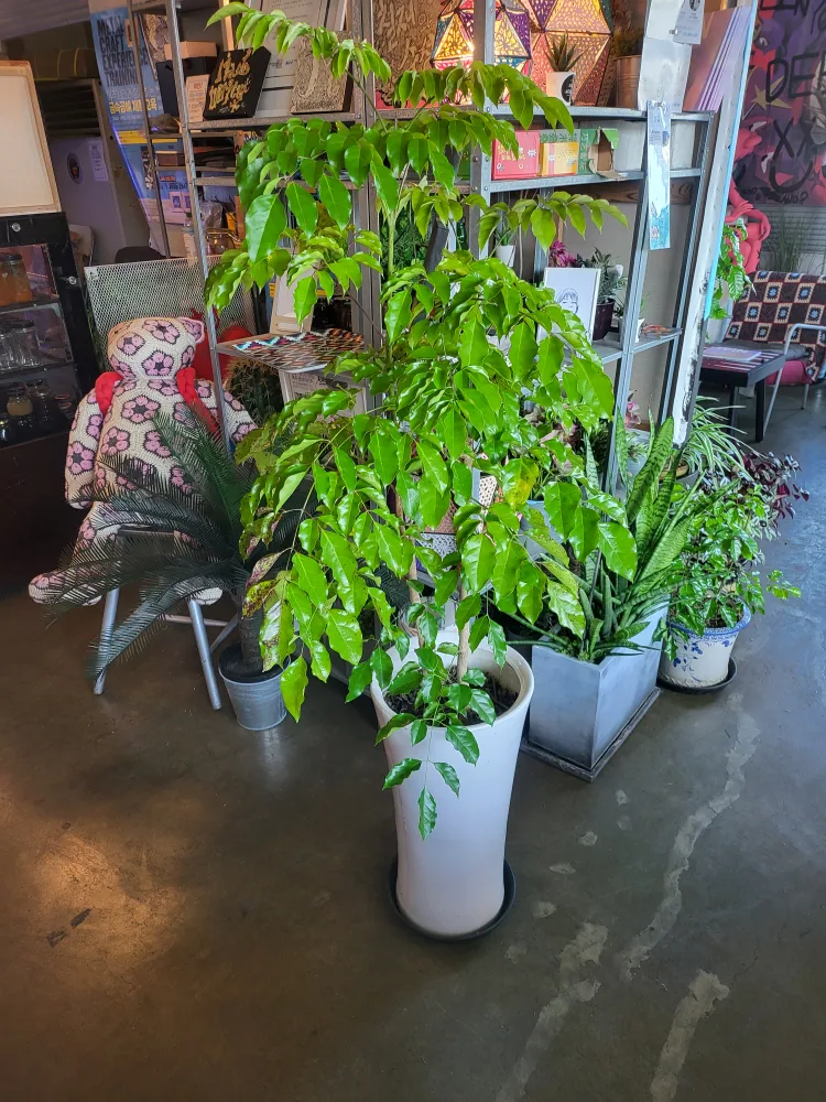 해피트리,녹보수 싸게 분양