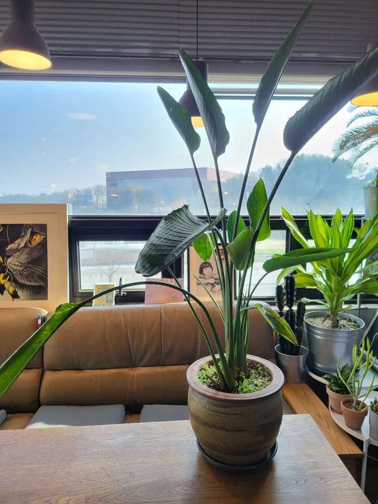 여인초 싸게 분양합니다.