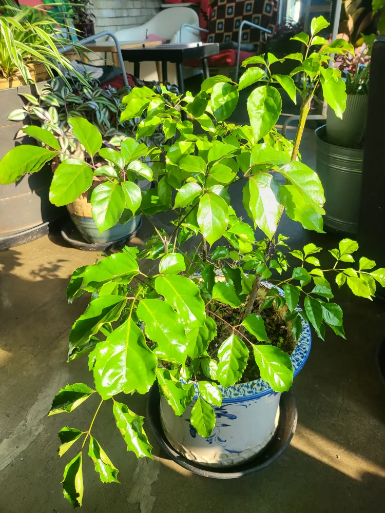 해피트리/녹보수 싸게 분양합니다.