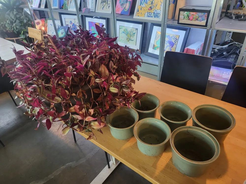 자주빛달개비 많은양 심은 큰화분 + 청자빛 도기화분 6개 모두