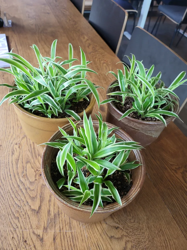 좋은 도기화분의 무늬접란 3개모두