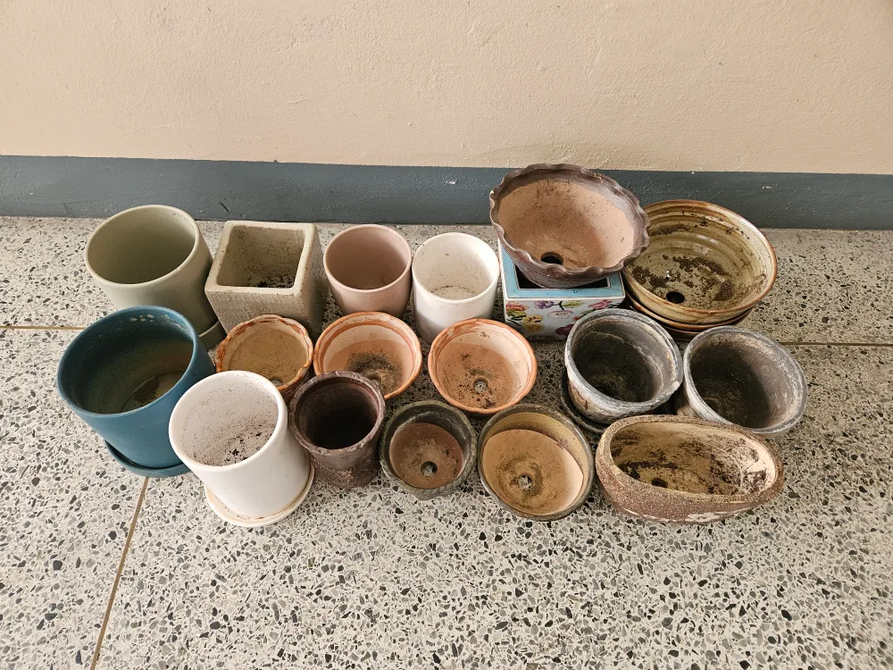 중고 화분 다육이