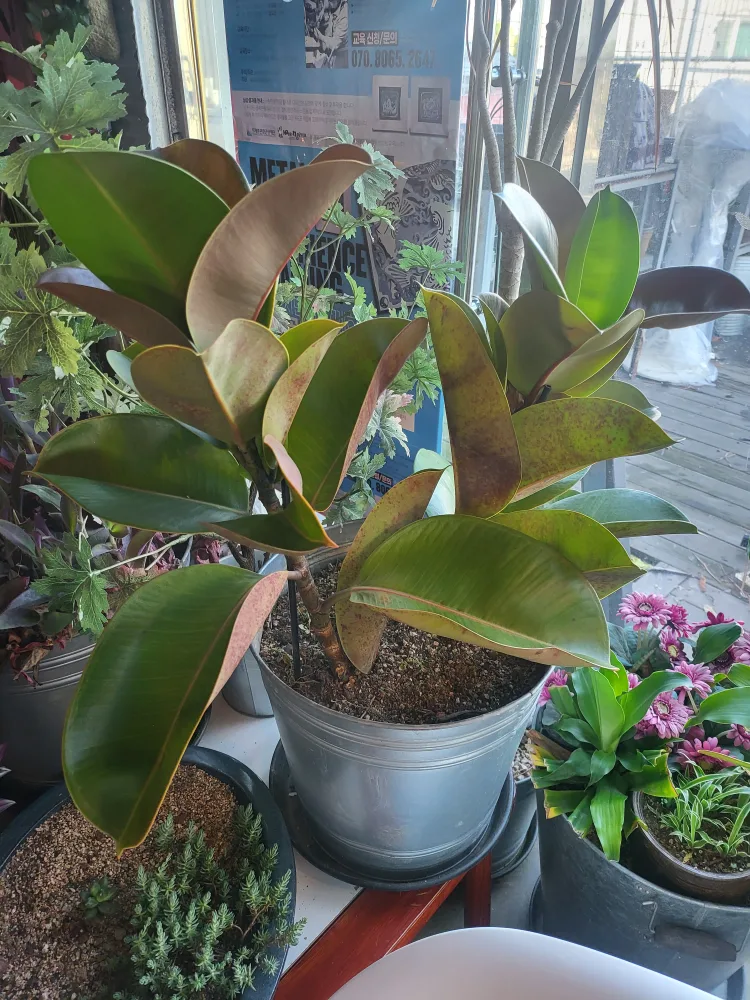 국민화초 고무나무