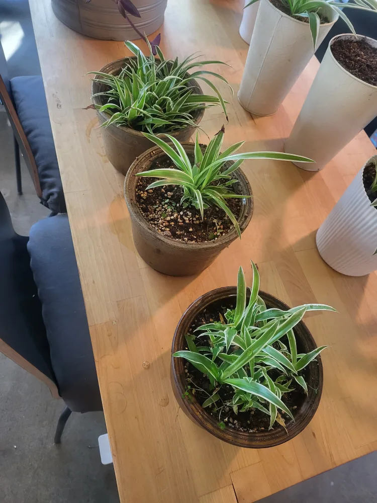 좋은 도기화분의 무늬접란 3개 모두