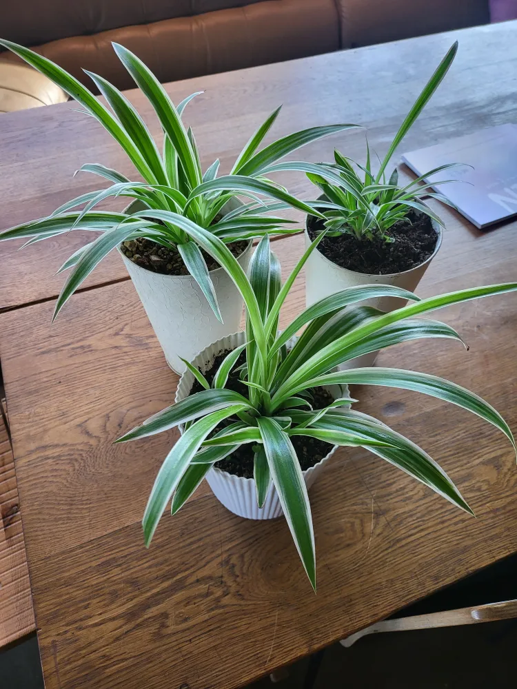 이쁜 화분에 무늬접란 3개모두 합쳐서