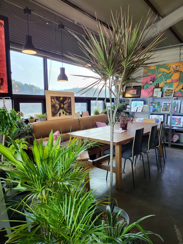 드라세나 마지나타 레인보우