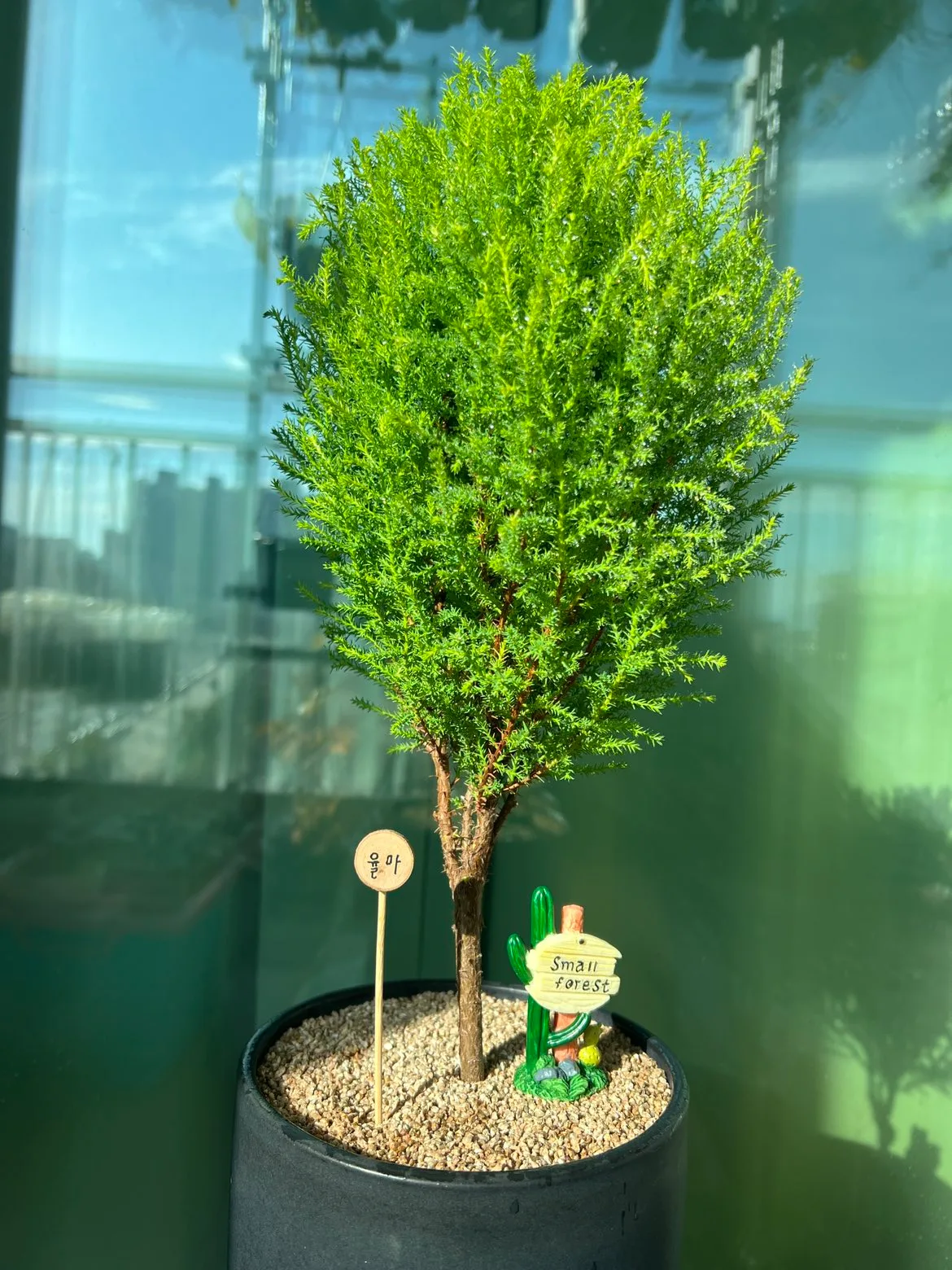 율마(총 70cm, 화분 세로20, 가로 15)